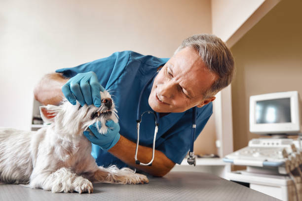 Best Pediatric Emergency Dentist in Fort Smith, AR